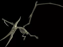 Pteranodon Skeleton Low-poly 3D model