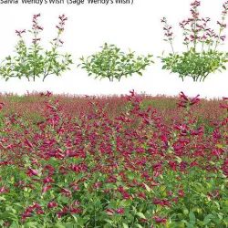 Salvia Wendy Wish - Sage Wendy Wish 3D model