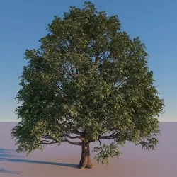 3 Trees 3D Model  3D model