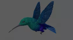 3D hummingbird 3D model