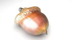 Acorn 3D model