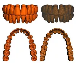  Anatomic Teeth Upper Lower Arch 3D Model Low-poly 3D model