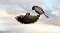 Birds Model - Scene 3D model - Bird  3D model