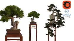 Bonsai 3D model