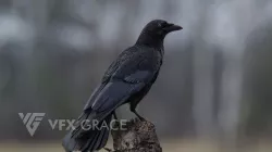 Carrion Crow Animated VFX Grace 3D model