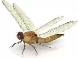 Dragonfly Pose 3D model 3D model
