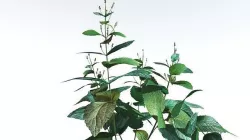 EVERYPlant Dog Mercury Lowpoly 2 --14 Models-- Low-poly 3D model