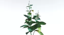 EVERYPlant Dog Mercury Lowpoly 3 --14 Models-- Low-poly 3D model
