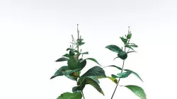 EVERYPlant Dog Mercury LowPoly 4 --14 Models-- Low-poly 3D model