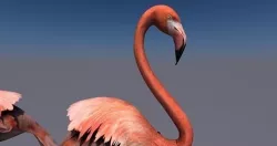 Flamingo animated Low-poly 3D model