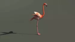 Flamingo Bird 3D Model 3D model