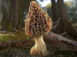 Forest Mushrooms - Morel Fungi Low-poly 3D model