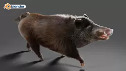 Fur Black Wild Boar Rigged V06 in Blender Low-poly 3D model