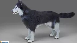 Fur Gray Wolf NO Rigged in Blender Low-poly 3D model