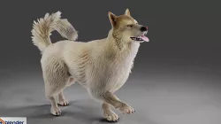 Fur Gray Wolf Rigged V02 in Blender Low-poly 3D model