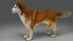 Fur Red Wolf NO Rigged in Blender  Low-poly 3D model