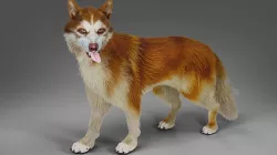 Fur Red Wolf Rigged in Blender Low-poly 3D model
