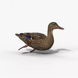 Mallard Female Animated VFX Grace 3D model