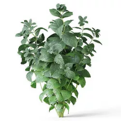 Meadow Plant Mint 3D model