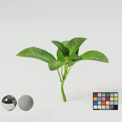 Mint - Herbs 3D model