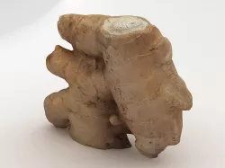 Root Ginger 3D model