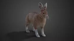 Snowshoe Rabbit Animated VFX Grace 3D model
