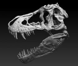 T Rex Skull  3D model