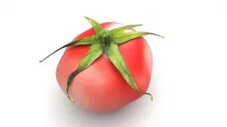Tomato 3D model