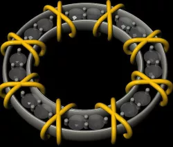 Torus Diamond 3D model