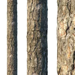 4k Pine bark material 02 Texture