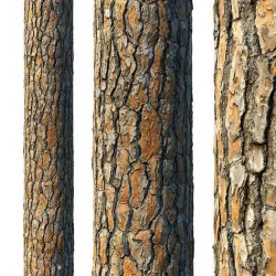 4k Pine Bark Material 03 Texture