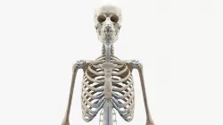 anatomically accurate human skeleton 3D model