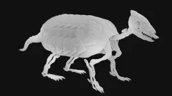 Armadillo skeleton 3D model