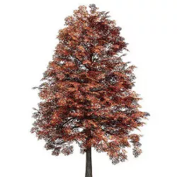 Black Gum Fall Low-poly 3D model