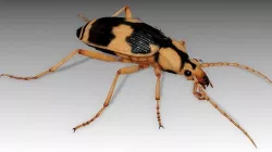 Bombardier Beetle Low-poly 3D model