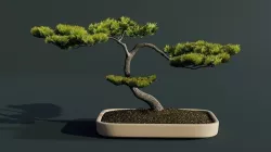 Bonsai Tree Juniper 3D model
