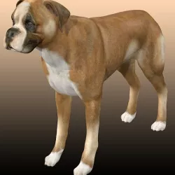 Boxer Dog  3D model