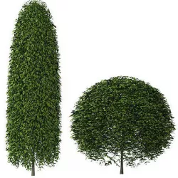 bush balls 3D model