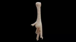 Chicken foot Low-poly 3D model