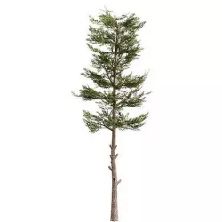 Conifer Low-poly 3D model