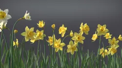 Daffodil Flower Kit  VFX Grace 3D model