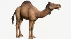 Dromedary Camel Low-poly 3D model