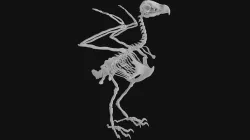 Eagle skeleton 3D model