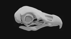 Eagle skull 3D model