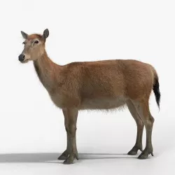 Female Deer with 4 Animations  VFX Grace 3D model
