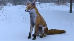 foxy rigged spn 3D model