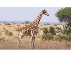 giraffe 3D model