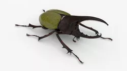Hercules Beetle Realistic Low-poly 3D model