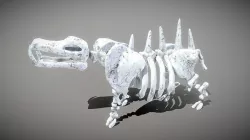 Hippo Skeleton Low-poly 3D model