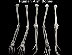 Human Arm Bones - Homerus - Ulna - Radius - Hand Low-poly 3D model